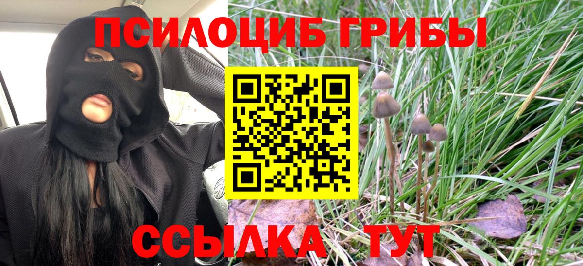 Самара  Галлюциногенные грибы Cubensis  закладка  Вход с VPN 